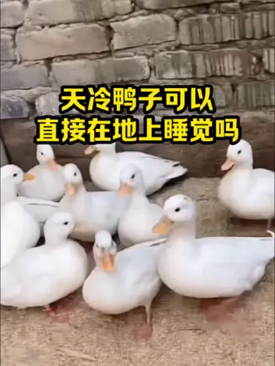 天冷鸭子可以，直接在地上睡觉吗 #抖音三农#养鸭#养殖