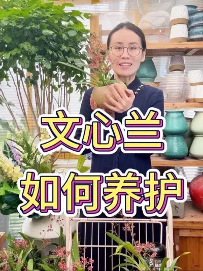 文心兰如何养护#文心兰 #文心兰养护 #养花小知识 #养花人的乐趣 #花卉绿植