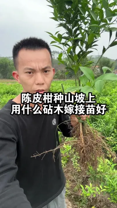 陈皮柑苗想种植山坡上的，用什么砧木嫁接的好呢？ #陈皮柑 #果苗供应 #新会柑