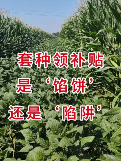 套种领补贴？真实案例揭露3大弊端 #三农种植 #农业植保知识分享 #大豆种植 #抖音助农扶农 #农业技术推广