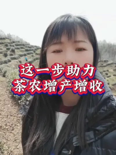 #茶树种植技术与管理 #茶 #助力茶农增收 #春茶采摘 #抖音助农