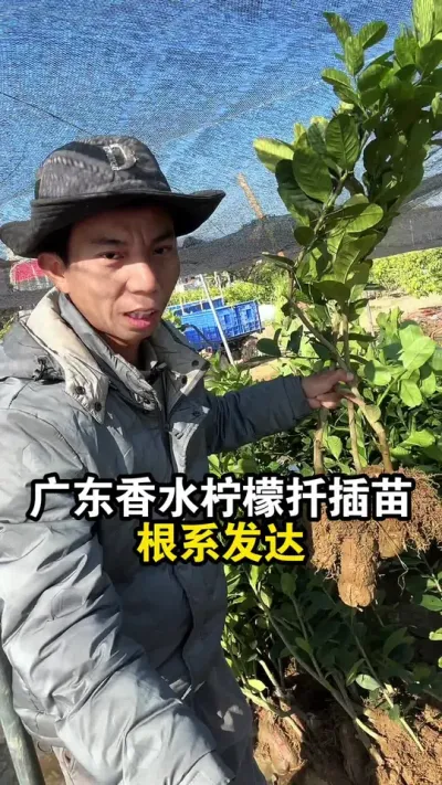 二次培育的广东香水柠檬扦插苗，根系发达，成活率高 #果苗供应 #广东香水柠檬 #香水柠檬苗