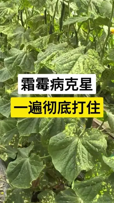 霜霉病克星，一遍彻底打住 #黄瓜种植技术 #黄瓜种植 #霜霉病 #病虫害防治 #服务三农支持三农