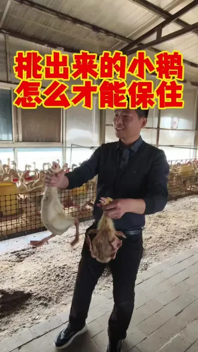 挑出来的小鹅，弱鹅，怎么样才能保住？#养鹅 #鹅苗 #狮头鹅 #养鹅技术 #科学养鹅