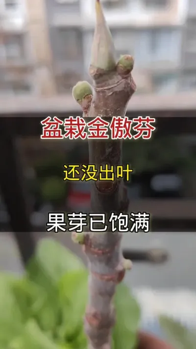 盆栽金傲芬还没出叶果芽已饱满#无花果#家庭种植