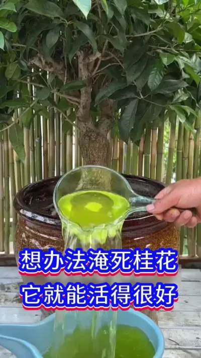 桂花养好的方法#养花小知识 #英子园艺 #桂花
