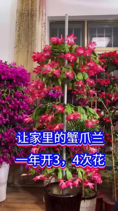 蟹爪兰开花爆盆的方法#蟹爪兰 #养花 #英子园艺