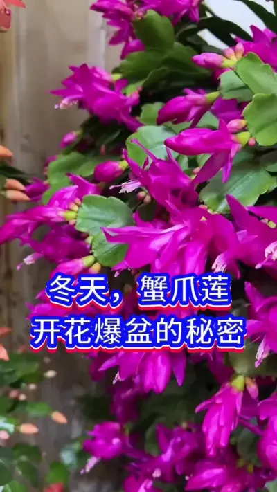 蟹爪兰开花的方法#蟹爪兰 #英子园艺 #养花小知识