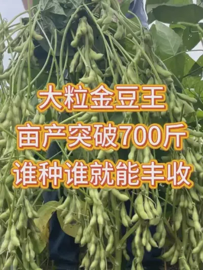 最新国审大豆品种，亩产700斤，产量高的惊人 #服务三农支持三农 #抖音助农扶农 #优质农产品 #产量特别高 #种子