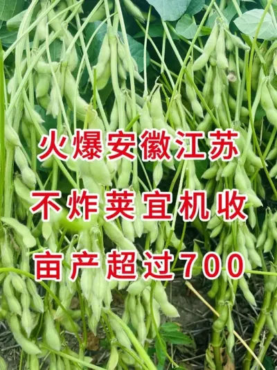 亩产超过700，不炸荚能机收 #三农 #三农流量扶持计划 #大豆种植 #抖音助农 #产量特别高