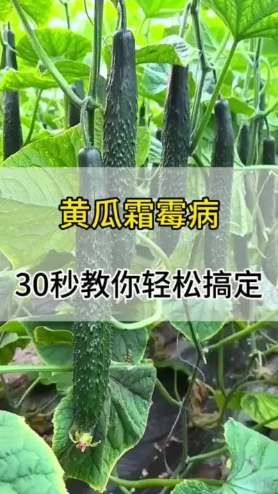 黄瓜霜霉病30秒轻松帮你搞定 #黄瓜 #黄瓜种植 #霜霉病 #黄瓜病害 #服务三农支持三农