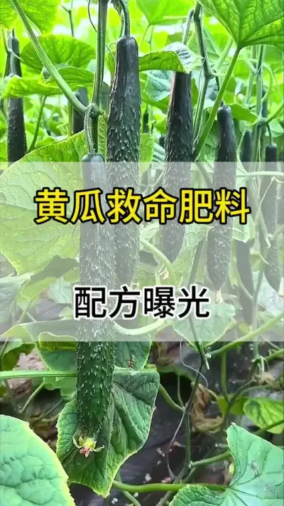 黄瓜救命肥料，配方曝光 #黄瓜 #黄瓜种植 #黄瓜高产种植 #服务三农支持三农 #三农