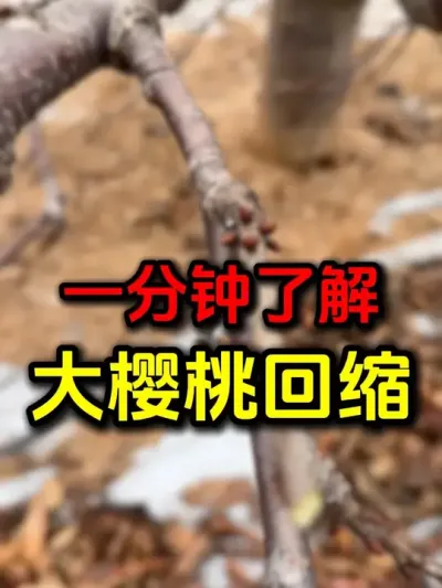 大樱桃回缩#大樱桃修剪 #车厘子#大樱桃树苗 #果树修剪