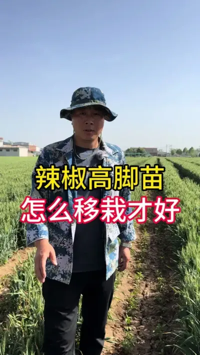 辣椒高脚苗怎么移栽好#辣椒种植 #辣椒高产 #增产增收小配方 #辣椒专用保花保果叶面肥 #辣椒提苗壮根叶面肥