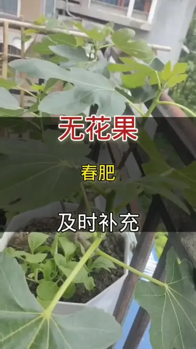 无花果施春肥补充养分#无花果 #家庭种植