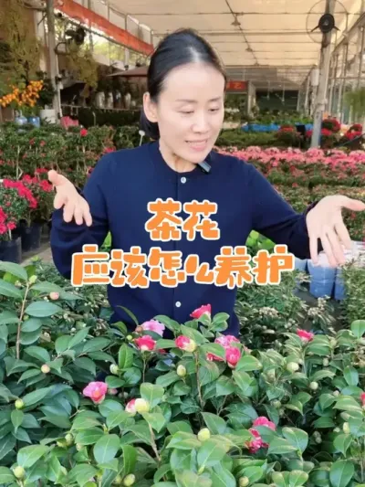 茶花怎么才能养成这样？#花卉绿植 #茶花 #茶花养护