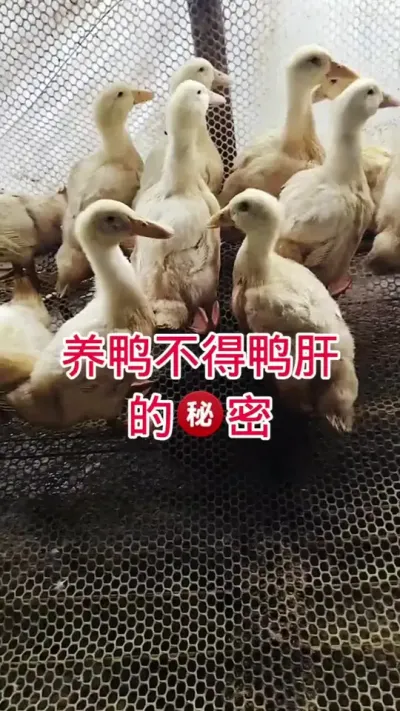 养鸭不得鸭肝的秘密 #鸭子 #肉鸭养殖 #养殖人加油 #养殖技术 #养鸭人