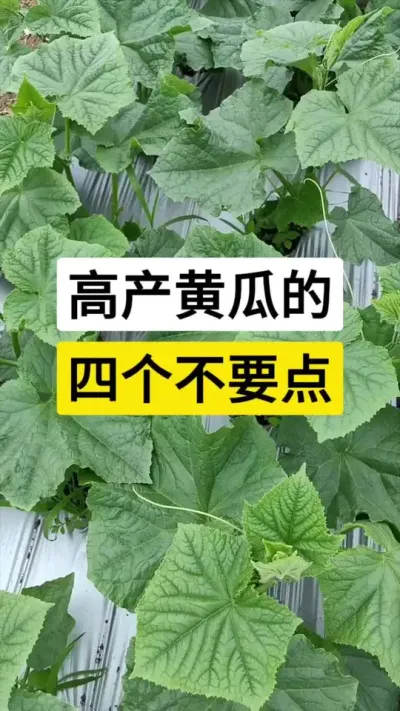 高产黄瓜的，四个不要点 #黄瓜 #黄瓜种植 #黄瓜种植技术 #黄瓜管理技术 #服务三农支持三农