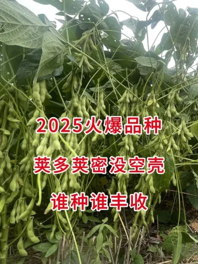2025国审新豆种，高产王谁种谁知道 #三农流量扶持计划 #抖音助农 #大豆种植 #增产增收才是硬道理 #农业种植