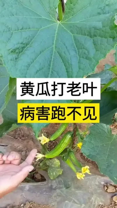 黄瓜打老叶，病害跑不见 #黄瓜 #黄瓜高产种植 #黄瓜种植与管理 #服务三农支持三农 #三农