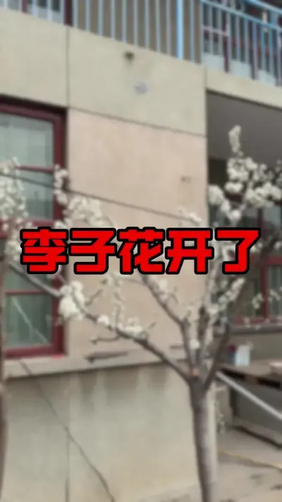 李子花开#蜂糖李#李子树管理#果树管理#果树种植