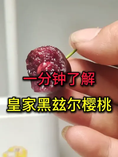 皇家黑兹尔樱桃#智利车厘子 #智利樱桃 #进口智利车厘子 #车厘子 #车厘子大樱桃