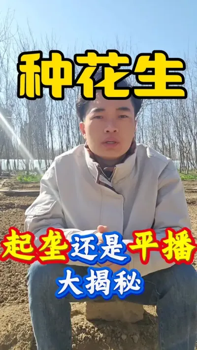 种花生是起垄播种好还是平地播种好？#花生种植 #花生高产 #花生种植管理技术 #花生高产种植 #种花生