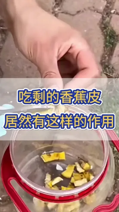 吃剩下的香蕉皮居然有这么大的作用 #黄瓜 #黄瓜种植 #黄瓜高产种植 #服务三农支持三农 #三农