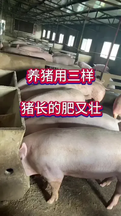 #养猪人加油干 #农村养猪人 #三农 #日常养猪 #关注三农