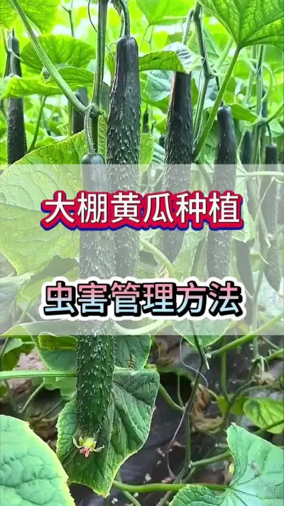 大棚黄瓜白粉虱虫害管理 #黄瓜 #黄瓜种植 #黄瓜高产种植 #服务三农支持三农 #三农