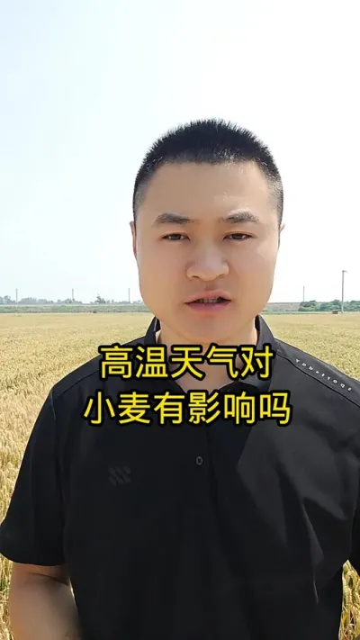 #病虫害防治#小麦管理#肥料#农民种地不容易#关注我每天分享农业知识