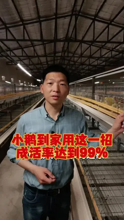 刚到家的小鹅这样喂，成活率能达到99%。#鹅苗 #养鹅 #养鹅人 #养鹅技术 #狮头鹅