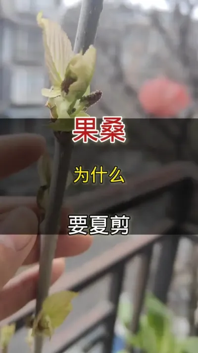 盆栽果桑#果桑#种植小技巧