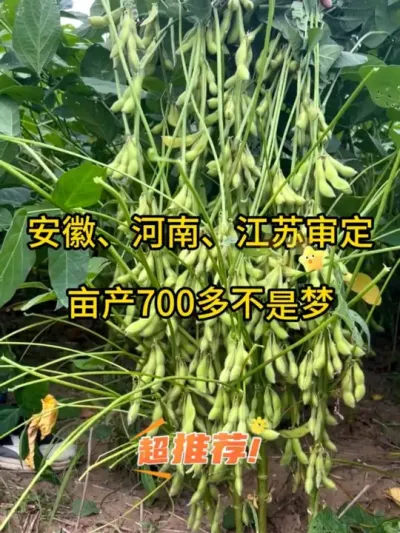 安徽，河南，江苏审定，亩产700多斤不是梦 #服务三农支持三农 #大豆 #抖音小助手 #dou+小助手 #dou+上热门