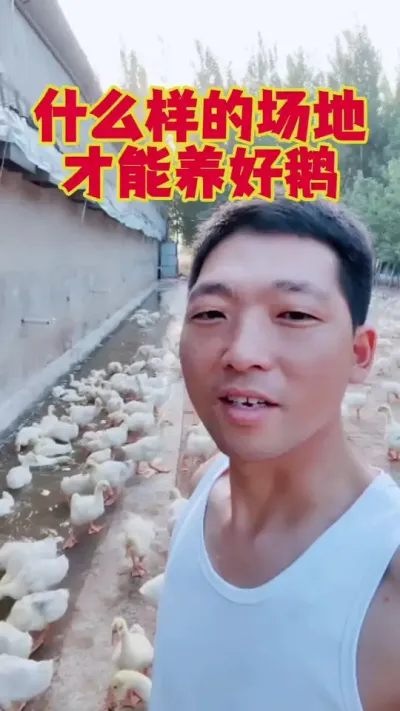 什么样的场地，才能养好鹅？#养鹅技术 #鹅苗 #狮头鹅 #养鹅人 #养鹅