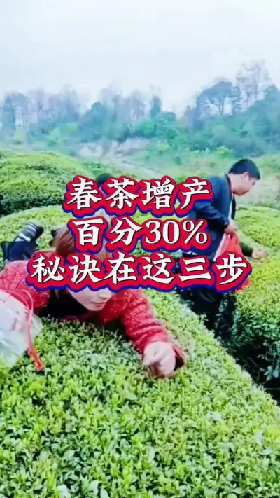 #抖音助农扶农 #召唤茶友 #春茶采摘 #茶树种植技术与管理