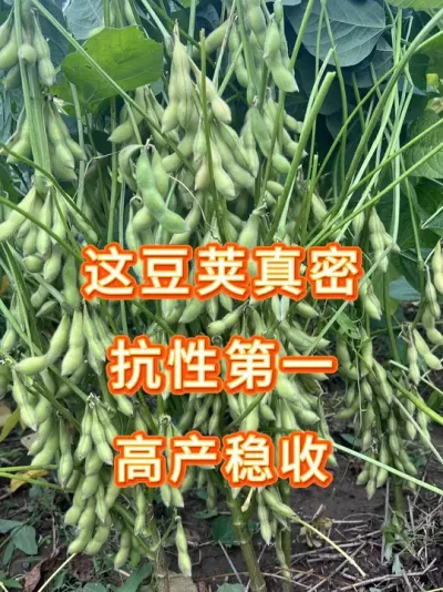 黄淮区必选的大豆品种 #三农流量扶持计划 #大豆种植 #农业种植 #抖音助农扶农 #增产才是硬道理