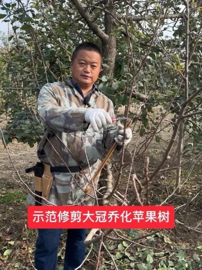 #新农人计划2024 #来抖音学农技 #苹果树修剪 #病虫害防治 #农业技术推广