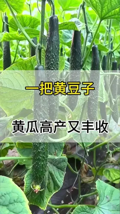 一把黄豆，黄瓜增产又丰收 #黄瓜 #黄瓜高产种植 #黄瓜种植 #服务三农支持三农 #三农