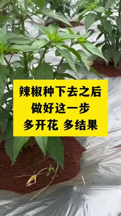 辣椒种下去之后，做好这一步，多开花多结果#种植小技巧 #农业种植 #增产增收
