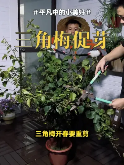 #三角梅 #养花 #绿植 三角梅到了春季要大剪，催芽促花