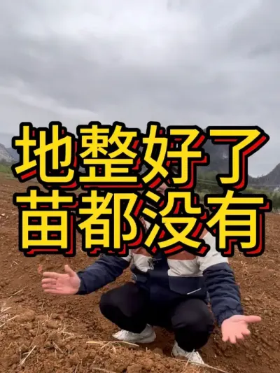 今年你们拿到红薯苗了吗？#农业种植 #红薯种植 #春耕进行时 #红薯 #三农