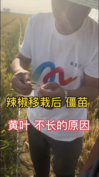 辣椒黄叶 不长的原因分析及解决方法#三农流量扶持计划 #辣椒种植 #亦花亦果田野的田