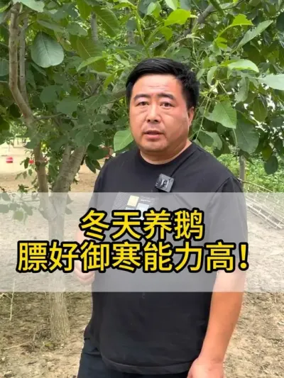 @老张养鸭鹅技术服务部 #鸡鸭鹅养殖 #每天分享养殖技术和经验 #三农 #抖音助农 #干货分享