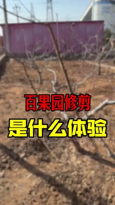 果树修剪#大樱桃修剪 #桃树修剪 #果园管理 #农业种植