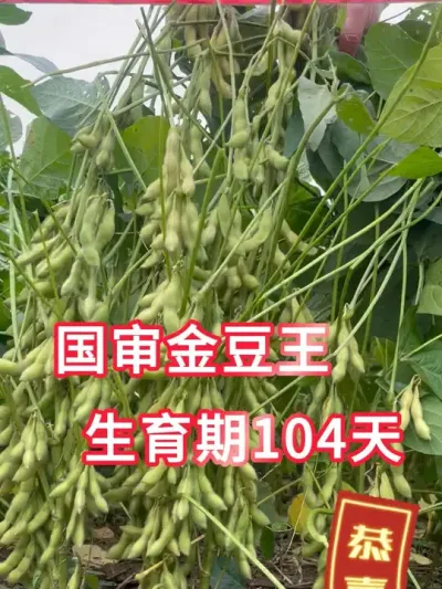 国审金豆王，大颗粒高蛋白，生育期104天 #服务三农支持三农 #新农人计划 #农业种植