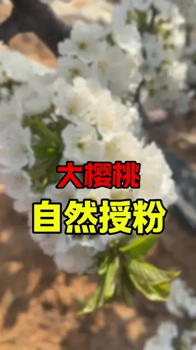 大樱桃盛花期自然授粉#大樱桃种植管理 #车厘子大樱桃 #果农的生活 #车厘子树苗