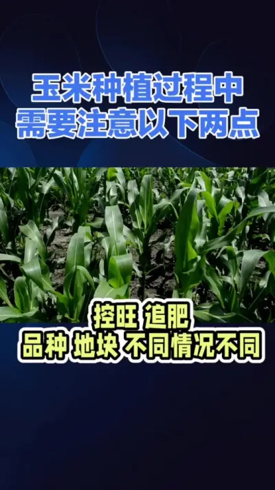 玉米高产需注意⚠️