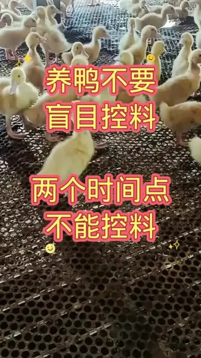 养鸭不要盲目控料，两个时间段不能控料 #养鸭 #鸭 #肉鸭养殖 #养鸭技术 #鸭子