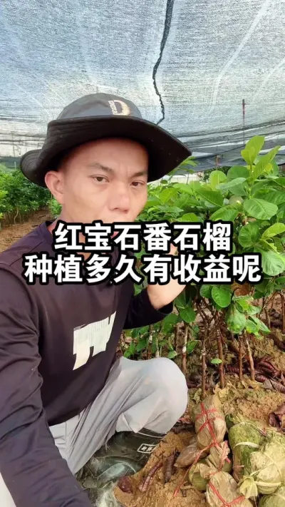种植红宝石番石榴苗，需要多久挂果呢？多久有收益呢？ #番石榴苗 #果树种植 #红宝石番石榴